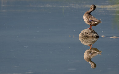 Duck on the stone