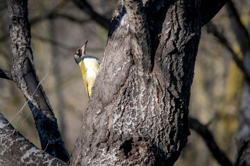 woodpecker on tree