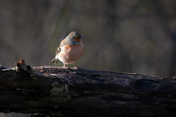 Finch on a branch