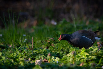 Gallinella d'acqua