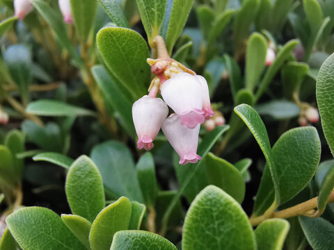Bearberry Leaves, Arctostaphylos uva-ursi 