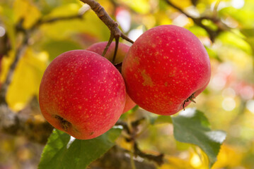 Three natural red apples on the tree and blurred background of leaves in autumn tones