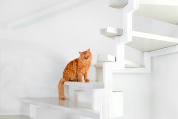 A red cat sits on the white stairs in the apartment. White wall background