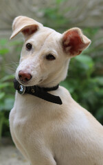 Fototapeta premium A beautiful shot of a white dog standing on a blurred background of green plants.
