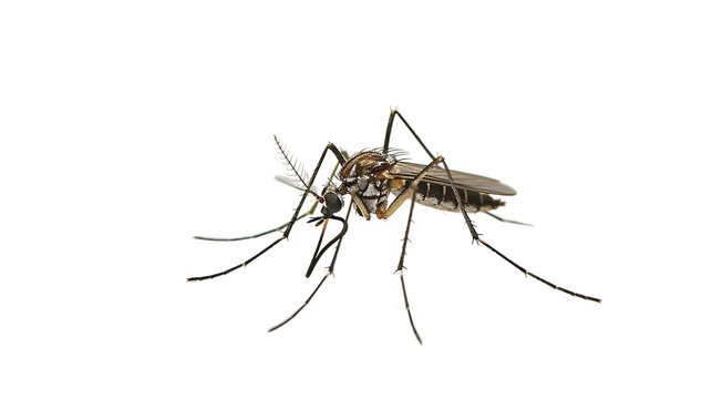 Mosquito en Fondo Blanco En fondo transparente