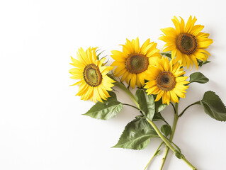 Sunflower isolated on white background in minimalist style. 