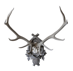 The vintage antlers on white, isolated.