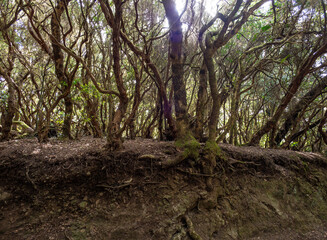 Laurel forest in Anaga Rural Park  on Tenerife