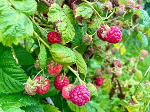natural plant background. Branches with raspberries close-up in the garden