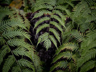 Tree fern branches in the forest