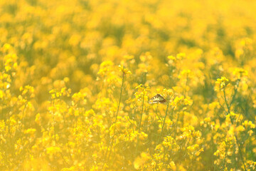 Swallowtail butterfly (Papilio machaon) fluttering over a vibrant yellow field of rape, bathed in warm sunlight