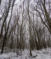 panorama d'une foret d'arbres dénudés en hiver sous la neige