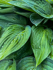 natural plant background. huge green hosta leaves with drops after rain close-up, exotic flowers 