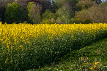 Obraz premium Yellow rapeseed field for natural background