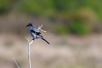 little bird 