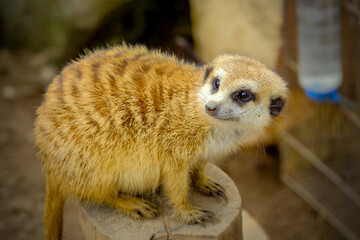 Fototapeta premium meerkat on the lookout