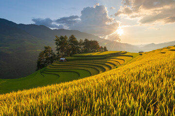 Rice terrace in Mu Cang Chai, Vietnam - obrazy, fototapety, plakaty