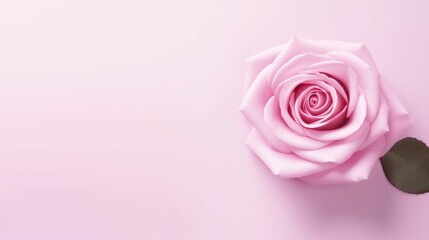 Elegant Pink Rose on Soft Pink Background