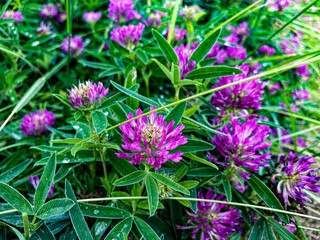 Purple clover flowers in green grass