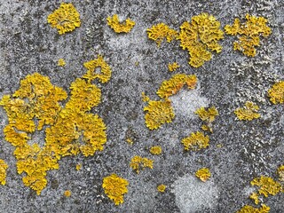 old concrete wall covered with moss and mold, natural background