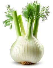 Fresh fennel isolated on white background