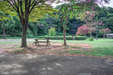 サルスベリの咲く公園