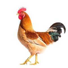 Red rooster isolated on white background