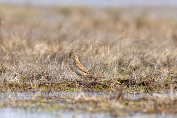eurasian skylark in brown grass