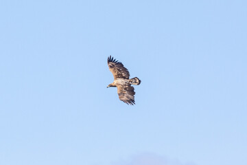 White tailed eagle flying