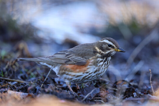Redwing trush on the ground