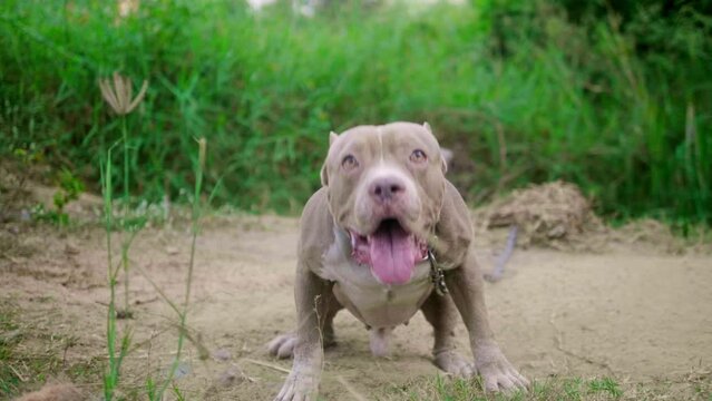 A chained American pit bull dog is barking all the time in anger. Guard dogs, aggressive dogs, animal protection, american pitbull dog, american bully dog
