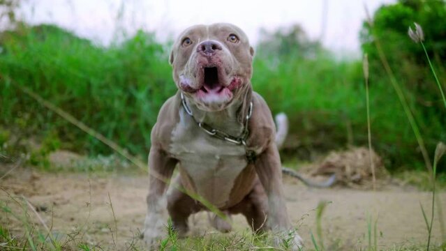 A chained American pit bull dog is barking all the time in anger. Guard dogs, aggressive dogs, animal protection, american pitbull dog, american bully dog