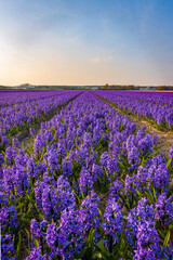 Landscape at sunset with a field of purple hyacinths in bloom in Noordwijk , Netherlands