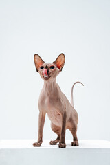 Sphinx cat on a white background