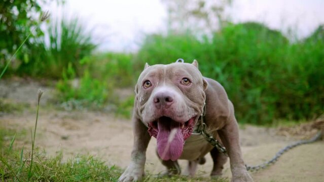 A chained American pit bull dog is barking all the time in anger. Guard dogs, aggressive dogs, animal protection, american pitbull dog, american bully dog