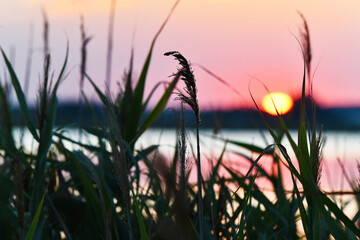Tramonto dietro le canne, Saline di Cervia