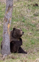 Naklejka na ściany i meble Grizzly Bear in Springtime in Yellowstone National Park Wyoming