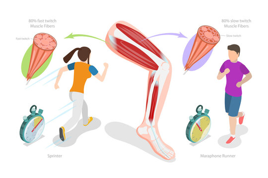 3D Isometric Flat  Conceptual Illustration of Muscle Fiber Types, Skeletal Muscle Structure