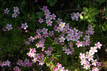 Fototapeta premium flowers in the garden