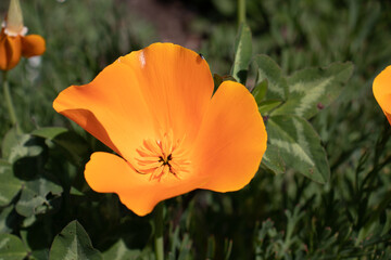 Fototapeta premium orange poppy flower