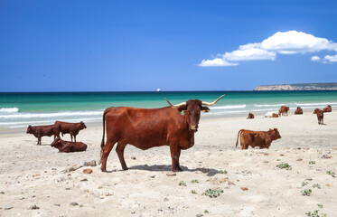 Cows on beach in Spain