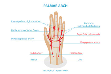 3D Isometric Flat  Conceptual Illustration of Palmar ARCH, Health Care Labeled Guide