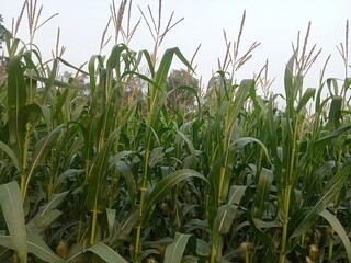 Obraz premium Corn field at sunset. Green leaves on the background of the sky.