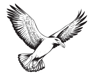 Sea Gull flying sketch hand drawn Vector illustration Birds