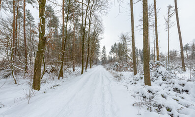 Winter landscape with forest trees and snow covered field