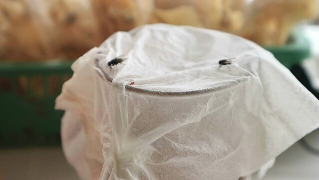 housefly flying in food and drinks. insect. parasites, parasite, Musca domestica, Parasitology, entomology, bugs