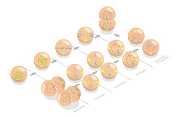 3D Isometric Flat  Conceptual Illustration of Stages Of Meiosis, Educational Diagram