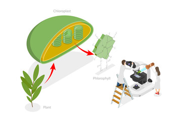 3D Isometric Flat  Conceptual Illustration of Chlorophyll And Chloroplast , Labeled Educational Diagram