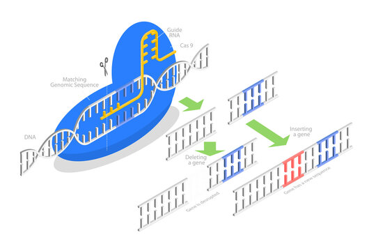 3D Isometric Flat  Conceptual Illustration of CRISPR, Artificial Genome Editing