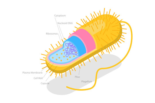 3D Isometric Flat  Conceptual Illustration of Archaebacteria, Anatomical Bacteria Structure